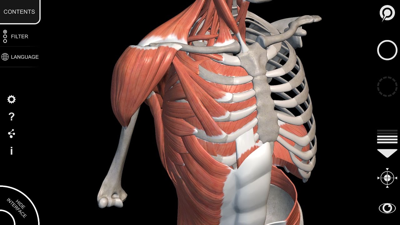 Download human anatomy 3d software